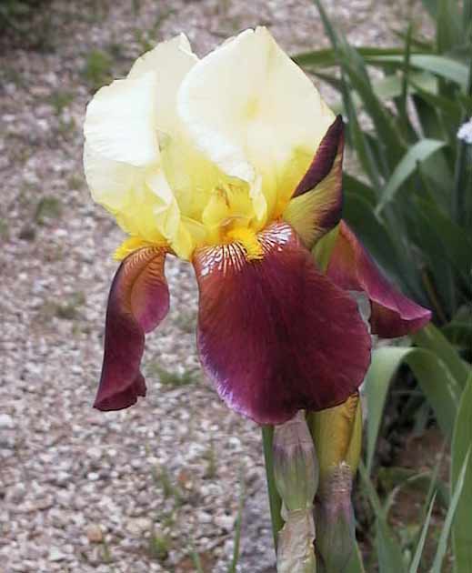 iris